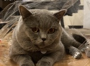 Barame British Shorthair Zenka Za Parenje