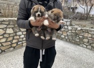 Akita Inu