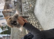 Akita Inu