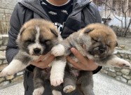 Akita Inu