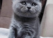 British Shorthair 