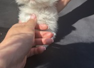 British Longhair