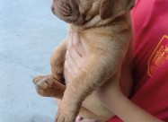Dogue De Bordeaux-Бордошка дога 