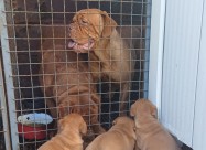 Dogue De Bordeaux-Бордошка дога 