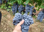 СЕ ПРОДАВА ГРОЗЈЕ - ВРАНЕЦ