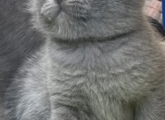British Shorthair I Scotish Fold Blue 