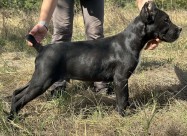 Cane Corso Kane Korso