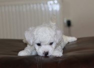 Кученца Bichon Frise