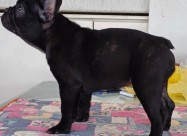 Francuski Buldog