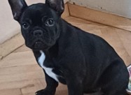 Francuski Buldog