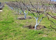 СЕ ПРОДАВА ОВОШТАРНИК ВО С. ВОЈНИК 
